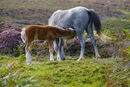 Long Mynd Ponies #2