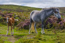 Long Mynd Ponies