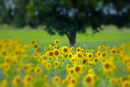 Sunflower Tree