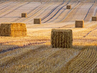 Harvest Time