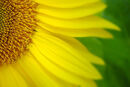 Sunflower Detail