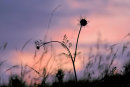 Seed Heads