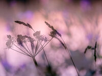 Seed heads and grasses (Multiple exposure)