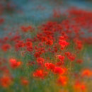 Poppies