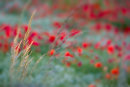 Grasses and Poppies