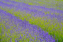 Lavender Field
