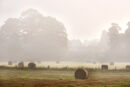 Misty Harvest