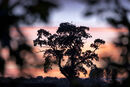 Sunset Oak