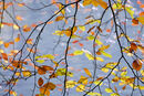 Autumnal Cascade