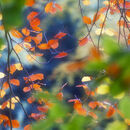 Beech Leaf Cascade