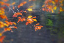 Autumnal Beech Leaves