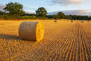 Golden Harvest #2