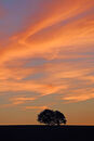 Two Trees