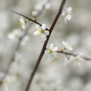 Blackthorn