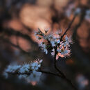 Hawthorn