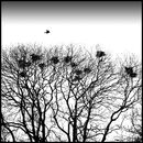 The Rookery