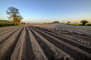 Furrows