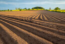 Furrows #2
