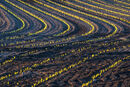 Field Patterns