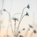 Daisies