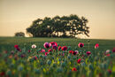 Glowing Poppies #2