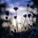 In the Dark Shadows #2