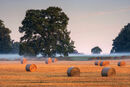 Golden Bales
