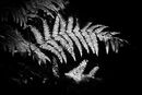 Silver Ferns