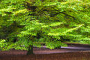 Maple Splendour