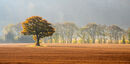 Tree Line