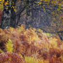 Ercall Ferns