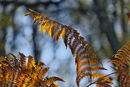 Golden Ferns