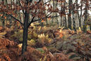Ercall Autumn