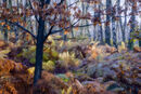 Autumnal Ferns