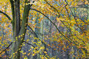 Beech Tree Splendour