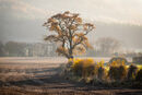 Autumn Mists