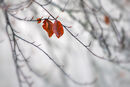Raindrops and Leaves