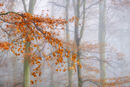 Beech Trees in the Mist