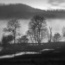 Mist Rising