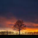 Tree on the Hill