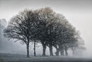 Misty Trees