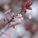 Cherry Blossom #3