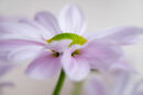 Flower Detail