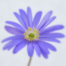 Windflower