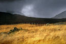 Fence Line