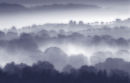 Trees in the Mist
