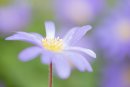 Anemone1