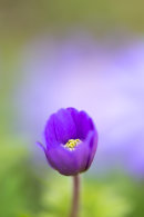 Anemone2