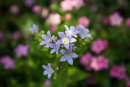 Garden flower