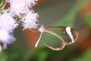 See though Butterfly